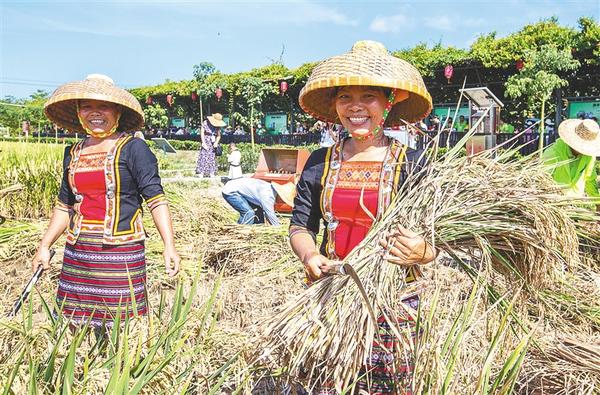 南繁水稻试验基地的收获季。